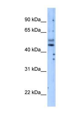 Western Blot: PI 3-Kinase p55 gamma Antibody [NBP1-58332]