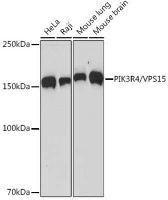 Western Blot: PIK3R4 Antibody (5J3U5) [NBP3-16612]