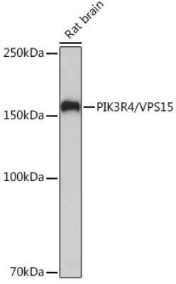 Western Blot: PIK3R4 Antibody (5J3U5) [NBP3-16612]