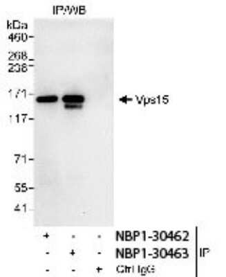 Immunoprecipitation: PIK3R4 Antibody [NBP1-30462]