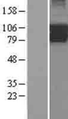 Western Blot: PIK3R5 Overexpression Lysate [NBL1-14424]