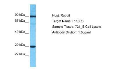 Western Blot: PIK3R6 Antibody [NBP2-83396]