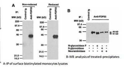 Western Blot: PILR-alpha Antibody (36H2) [DDX0230P-100]