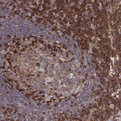 Immunohistochemistry-Paraffin: PILR-alpha Antibody [NBP2-55310]