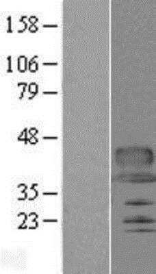 Western Blot: PANP/PILR alpha associated neural protein Overexpression Lysate [NBP2-05244]