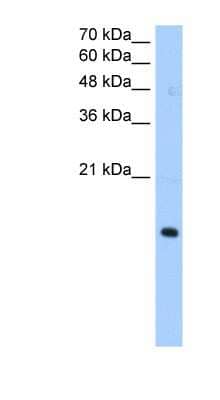 Western Blot: PILR-alpha Antibody [NBP1-60095]