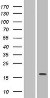 Western Blot: PILR-alpha Overexpression Lysate [NBP2-04980]