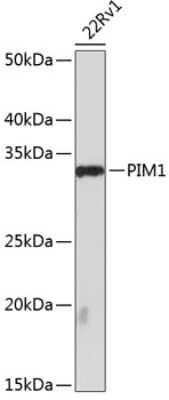 Western Blot: PIM1 Antibody (4C8D0) [NBP3-15863]