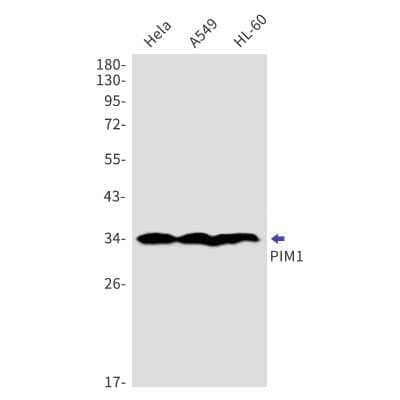 Western Blot: PIM1 Antibody (S08-8D5) [NBP3-14963]