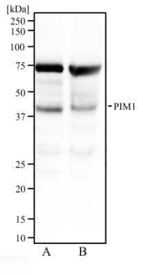 Western Blot: PIM1 Antibody [NBP2-31366]