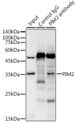Immunoprecipitation: PIM2 Antibody (3V1S5) [NBP3-16789]