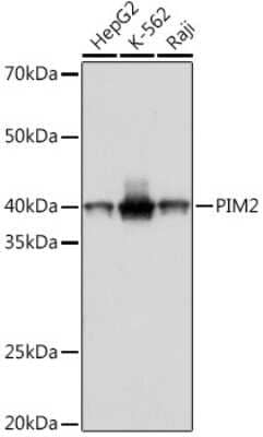 Western Blot: PIM2 Antibody (3V1S5) [NBP3-16789]