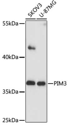 Western Blot: PIM3 AntibodyAzide and BSA Free [NBP2-93244]