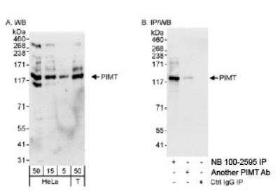 Western Blot: PIMT Antibody [NB100-2595]