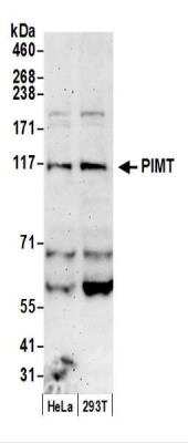 Western Blot: PIMT Antibody [NBP2-44294]