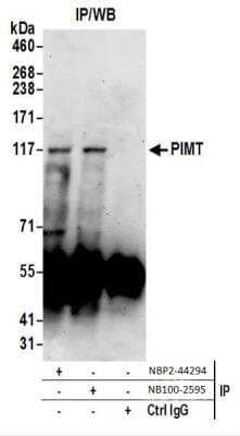 Western Blot: PIMT Antibody [NBP2-44294]