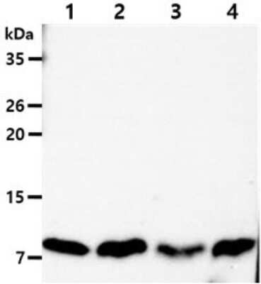 Western Blot: PIN/DLC8 Antibody (13C9)BSA Free [NBP2-59394]