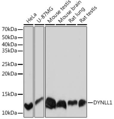 Western Blot: PIN/DLC8 Antibody (3Q1J6) [NBP3-16386]