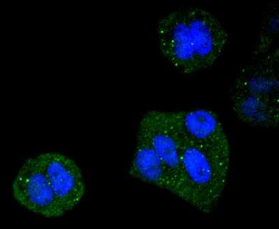 Immunocytochemistry/ Immunofluorescence: PIN/DLC8 Antibody (SD08-04) [NBP2-67796]