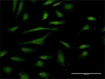 Immunocytochemistry/ Immunofluorescence: PIN4 Antibody [H00005303-D01P]