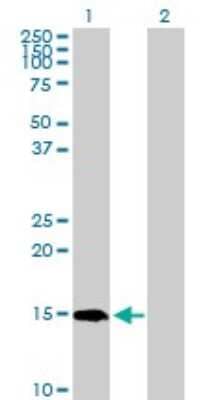 Western Blot: PIN4 Antibody [H00005303-D01P]