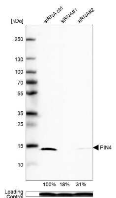 Western Blot: PIN4 Antibody [NBP2-55773]