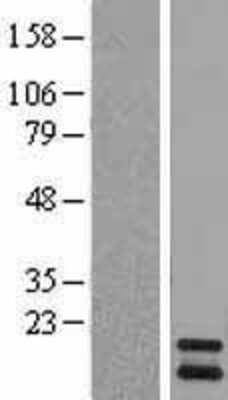 Western Blot: PIN4 Overexpression Lysate [NBL1-14429]