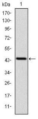 Western Blot: PINCH1/LIMS1 Antibody (5G7)BSA Free [NBP2-37581]