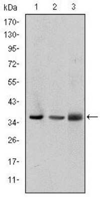 Western Blot: PINCH1/LIMS1 Antibody (5G7)BSA Free [NBP2-37581]