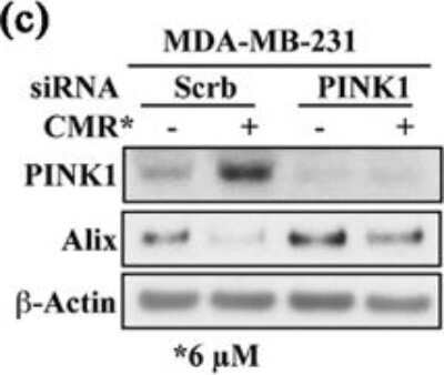 Knockdown Validated: PINK1 Antibody (8E10.1D6) - BSA Free [NBP2-36488]