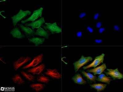 Immunocytochemistry/ Immunofluorescence: PINK1 Antibody - BSA Free [NBP1-49678]