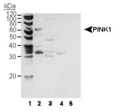 Western Blot: PINK1 Antibody [NB100-493]