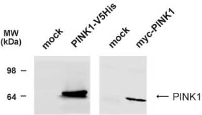 Western Blot: PINK1 AntibodyBSA Free [NB100-644]