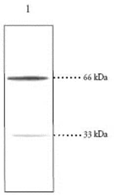 Western Blot: PINK1 Antibody [NB600-973]