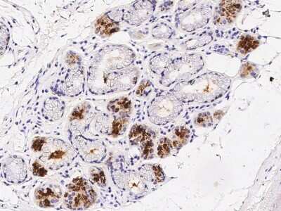 Immunohistochemistry-Paraffin: PIP Antibody [NBP2-98683]