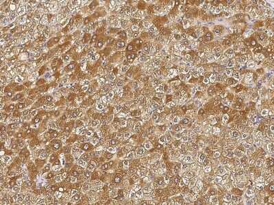 Immunohistochemistry-Paraffin: PIP Antibody [NBP2-98684]