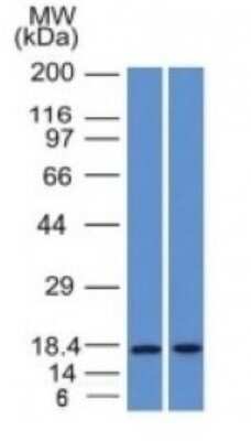 Western Blot: PIP Antibody (PIP/1571)Azide and BSA Free [NBP2-54451]