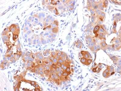 Immunohistochemistry-Paraffin: PIP Antibody (PIP/1571) [NBP2-53226]
