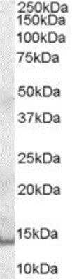 Western Blot: PIP Antibody [NB100-2923]