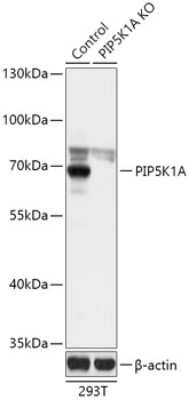 Knockout Validated: PIP5K1 alpha Antibody - Azide and BSA Free [NBP3-03593]