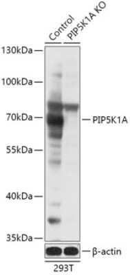 Knockout Validated: PIP5K1 alpha Antibody - Azide and BSA Free [NBP3-03594]