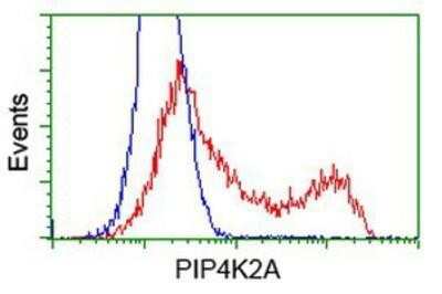 Flow Cytometry: PIP5K2 alpha Antibody (OTI3D3) [NBP2-03492]