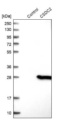 Western Blot: PIPPIN Antibody [NBP1-87271]