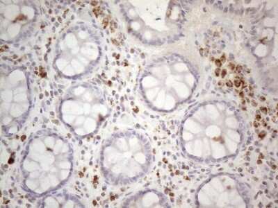 Immunohistochemistry: PISD Antibody (OTI4G5) [NBP2-46421]