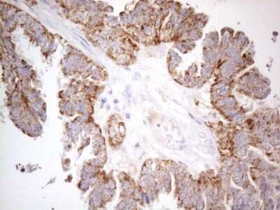 Immunohistochemistry: PISD Antibody (OTI4G5) [NBP2-46421]