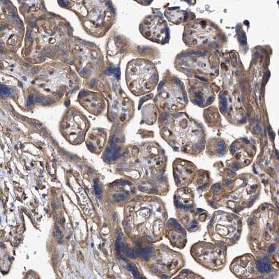 Immunohistochemistry-Paraffin: PISD Antibody [NBP1-84212]