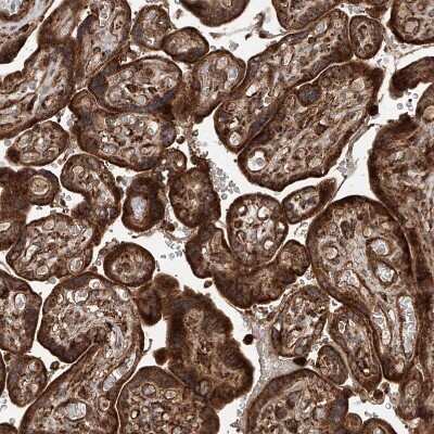 Immunohistochemistry-Paraffin: PISD Antibody [NBP1-84213]