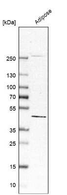 Western Blot: PISD Antibody [NBP1-84212]