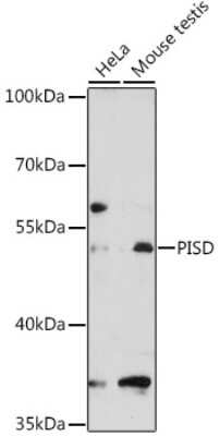 Western Blot: PISD AntibodyAzide and BSA Free [NBP2-93174]