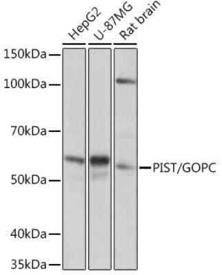 Western Blot: PIST Antibody (2B1P9) [NBP3-15280]